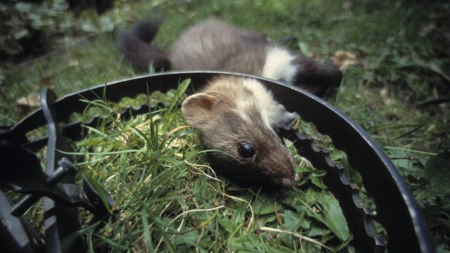 fouine.jpg?itok=6ETUKtwg