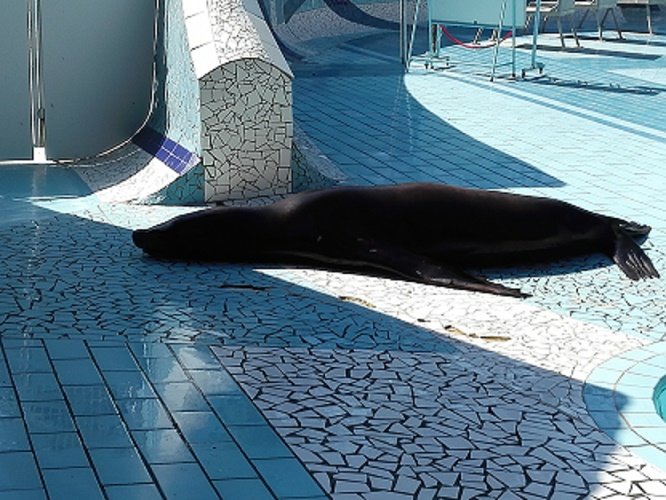 474088IMG20170523171130LOUTRE.jpg
