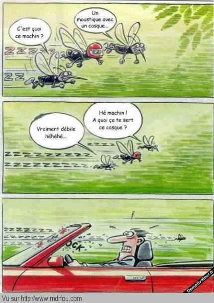 810853Unmoustiqueavecuncasque.jpg