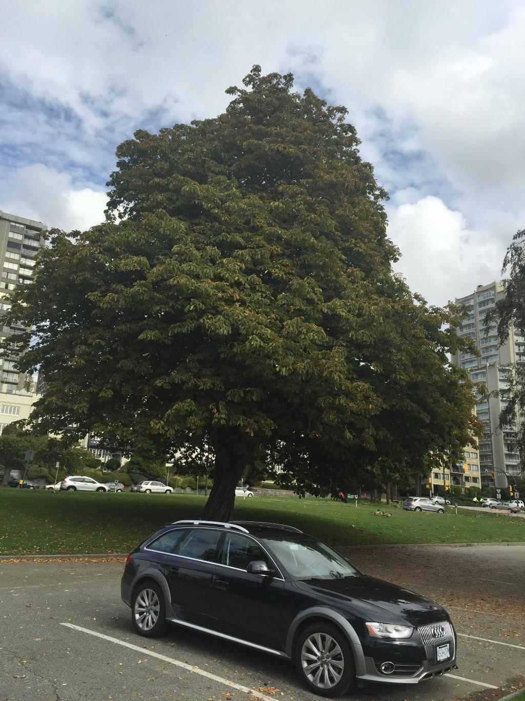 8220381490AUDIA4ALLROAD.jpg