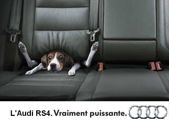 pub%252520audi%252520chien.JPG