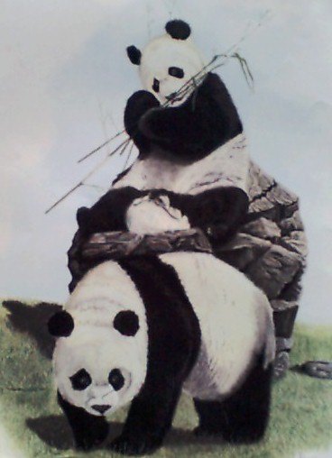 Giant%20Pandas.JPG