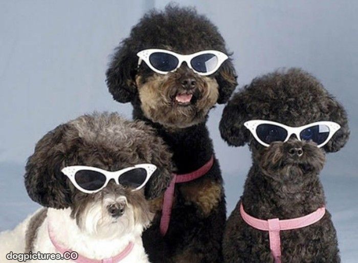 Dog_Glasses.jpg