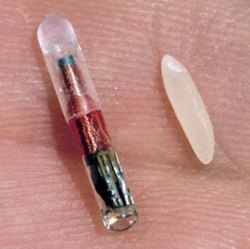 Microchip_rfid_rice_250.jpg