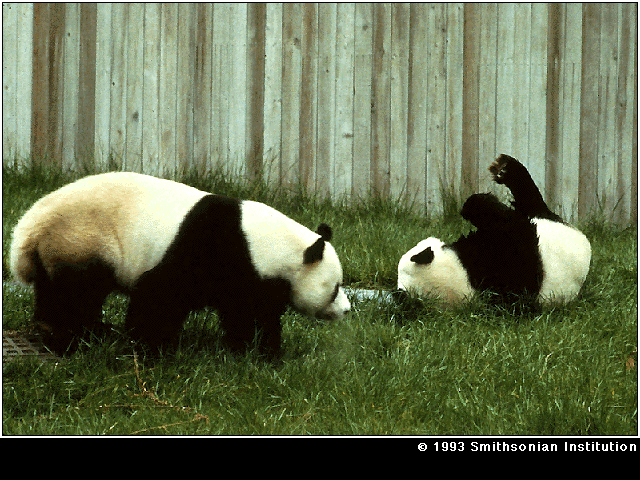 PANDAS.GIF