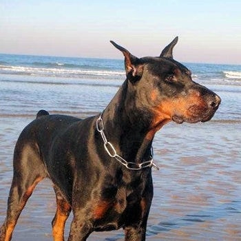 doberman-319641.jpg
