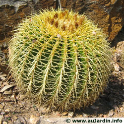 echinocactus-grusonii.jpg