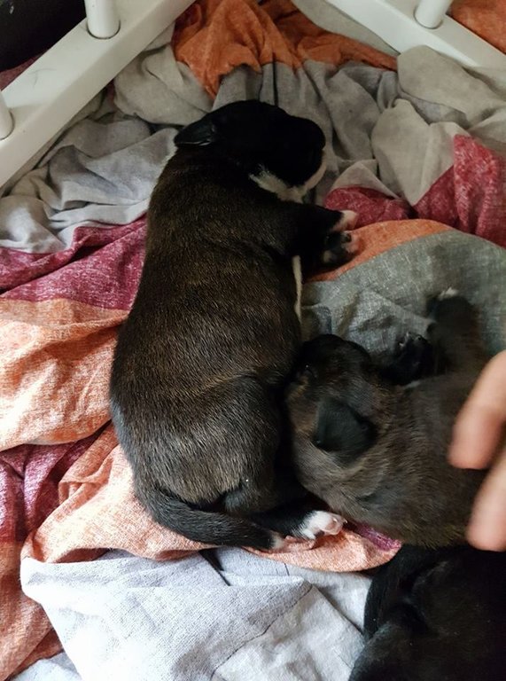 Lâimage contient peut-ÃªtreÂ : chien et intÃ©rieur