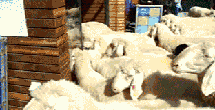 flock-sheep-apple-store-iphone5-1348365984l.gif