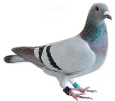 mini_754190pigeonvoyageur.png