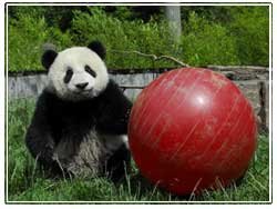 panda-football-game-over.jpg